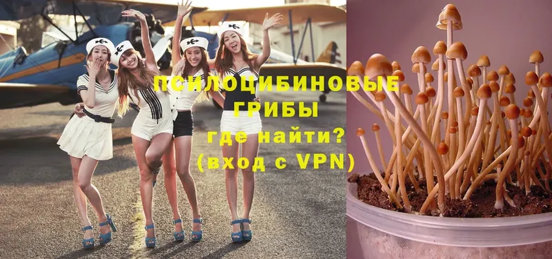 где купить   Полевской  Галлюциногенные грибы Psilocybe 